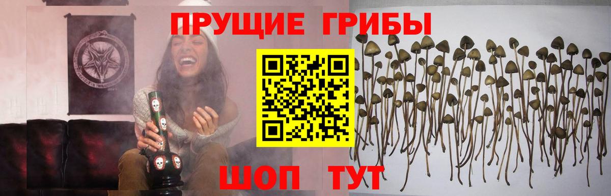 Корсаков  Псилоцибиновые грибы Psilocybine cubensis  Вход с VPN 